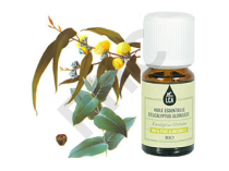 Eucalyptus globulus huile essentielle bio