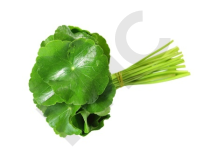 HYDROCOTYLE en vrac (Centella asiatica)