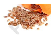 ISPAGHUL en vrac ( Plantago ovata)