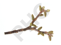 Juglans regia bourgeon - noyer d'europe