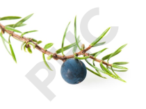 Juniperus communis bourgeon 1DH- génévrier commun