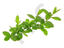 Ligustrum vulgare bourgeon - troène