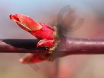 Mon mélange de bourgeons de plantes - macérat glycériné 1DH