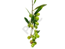 Olea europaea bourgeon 1DH - olivier d'Europe