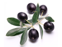 OLIVIER  en vrac (Olea europaea)