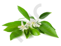 ORANGE BIGARADIER en vrac (Citrus aurantium)