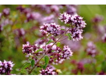 ORIGAN  en vrac (Origanum vulgare)