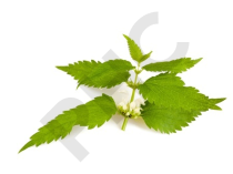 ORTIE BLANCHE  en vrac (Urtica dioïca)