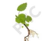 ORTIE PIQUANTE en vrac (Urtica dioïca) racines