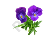 PENSEE SAUVAGE en vrac (Viola tricolor)