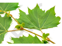 Platanus bourgeon 1DH - platane