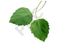 Populus nigra bourgeon 1 DH - peuplier noir