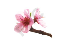 Prunus amygdalus bourgeon - amandier