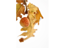 Quercus pedonculata bourgeon - chêne