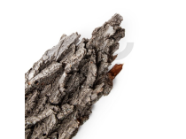 Quercus pedonculata (écorce de racine) bourgeon - chêne