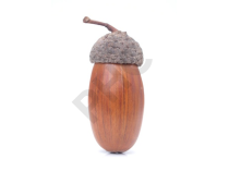 Quercus pedonculata (gland) bourgeon - chêne