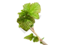 Ribes nigrum bourgeon - cassis