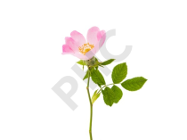 Rosa canina bourgeon - églantier