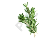 Rosmarinus officinalis bourgeon 1DH - romarin officinale