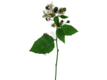 Rubus fructicosus bourgeon - ronce