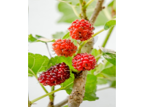 Rubus idaeus bourgeon - framboisier