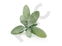 SAUGE OFFICINALE (Feuille coupée)