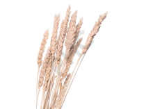 Secale cereale bourgeon - seigle