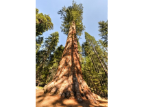 Sequoia gigantea bourgeon - séquoia