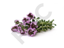 SERPOLET (Thymus serpyllum)