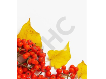Sorbus domestica bourgeon - sorbier - cormier