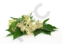 SUREAU en vrac (Sambucus nigra)