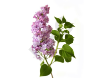 Syringa vulgaris bourgeon - lilas