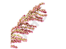 Tamarix gallica bourgeon - tamaris de France