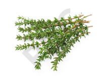 THYM FEUILLES 24 sachets infusion