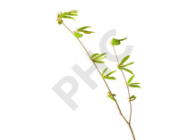 Tilia tomentosa bourgeon - tilleul argenté