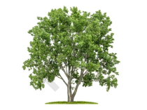TILLEUL AUBIER (Copeaux)