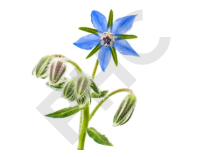 Tisane Bourrache bio fleurs - Borrago officinalis - Herboristerie PHC