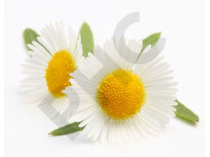 CAMOMILLE 24 sachets infusion