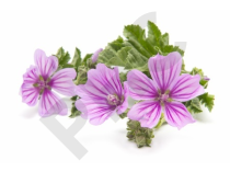 Tisane Mauve Sylvestre bio fleurs et feuilles - Malva sylvestris - Herboristerie PHC