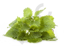 Tisane Melisse bio feuilles - Melissa officinalis - Herboristerie PHC