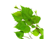 Ulmus campestris bourgeon - orme des champs