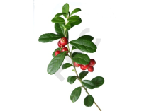 Vaccinium vitis idaea bourgeon - airelle rouge