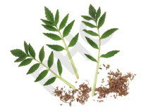 VALERIANE en vrac (Valeriana officinalis)