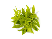 VERVEINE  ODORANTE (Feuille odorante) 25 g