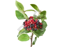 Viburnum lantana bourgeon - viorne lantane