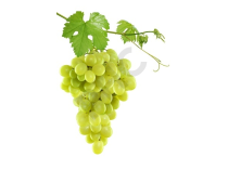 Vitis vinifera bourgeon