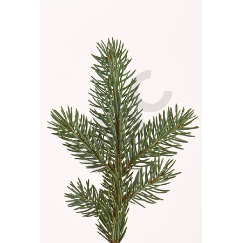 Abies pectinata bourgeon - sapin pectiné