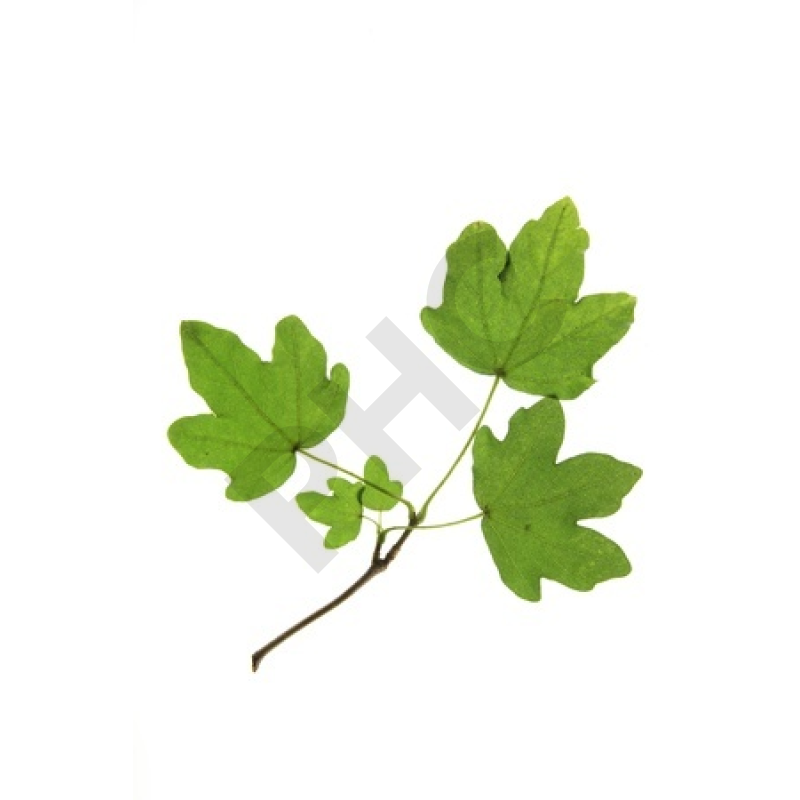 Acer campestre bourgeon - érable champêtre