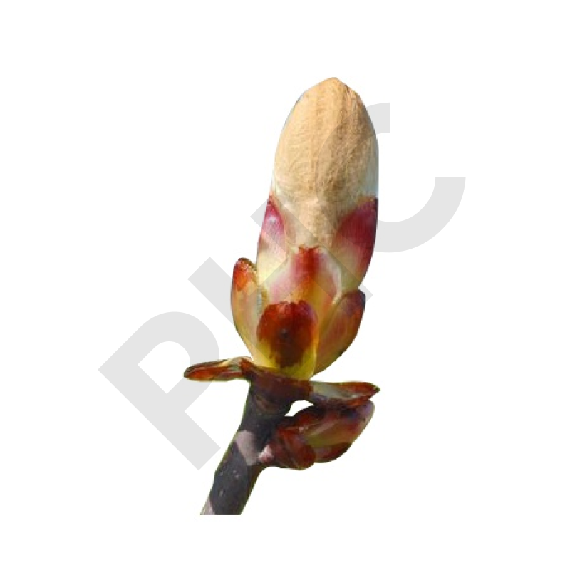 Aesculus hippocastanum bourgeon - marronier