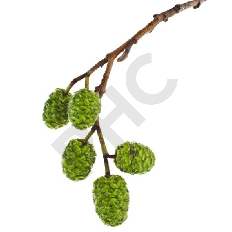 Alnus glutinosa bourgeon circulation sanguine